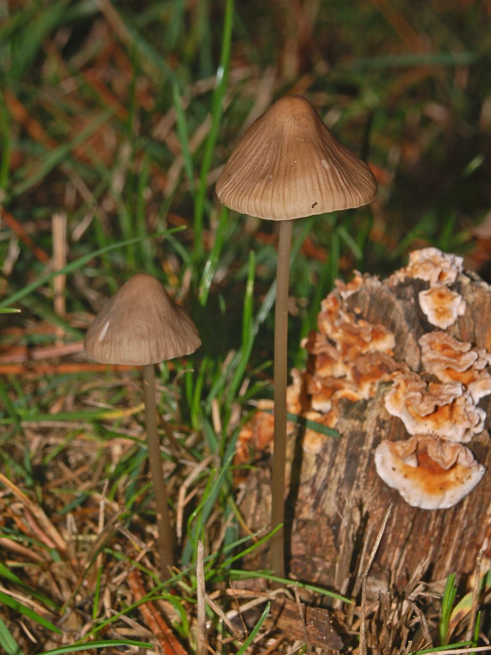 Un gambo lungo lungo